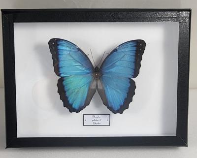 Boîte Cloche Morpho peleides male