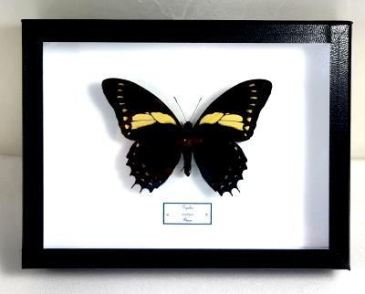 Boîte Cloche Papilio aristeus