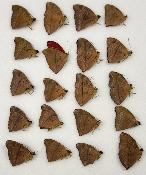 Cymothoe sangaris male A- lot de 20 pce