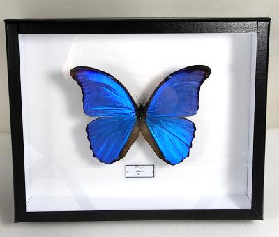 Boîte Cloche Morpho didius male 