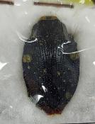 Polybothris auropicta
