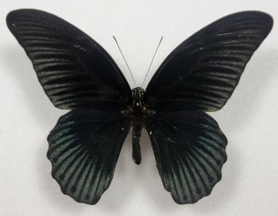Papilio memnon étalé