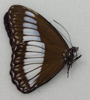 Zethera pimplea A-