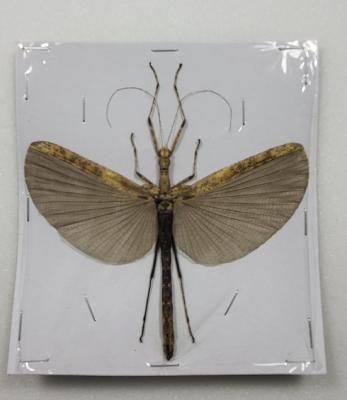 Phasme sp 2 male