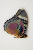 Euphaedra xypete male