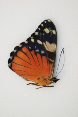 Hamadryas amphione male
