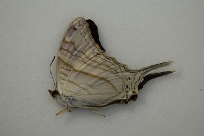 Marpesia crethon male