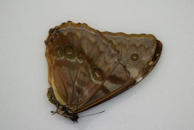 Morpho aurora lamasi femelle A-