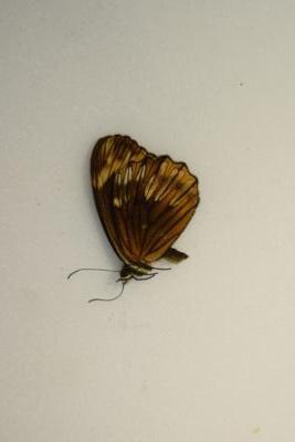 Oxeoschistus pronax