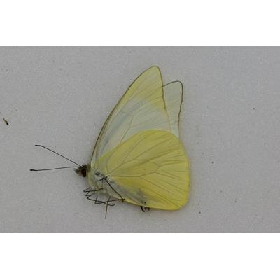 Appias albina miaroamalayan male