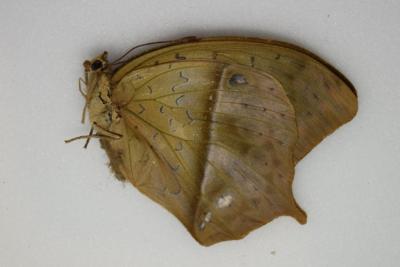 Charaxes fulvescens fulvescens femelle