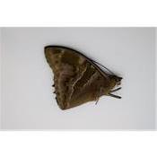 Charaxes numenes male