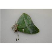 Charaxes subornatus male