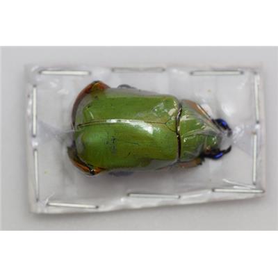 Chrysina triumphalis male A-