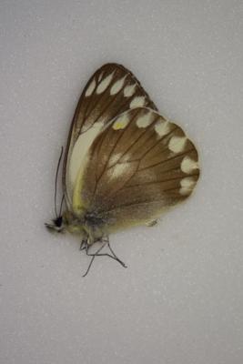 Delias ingai male RARE A-
