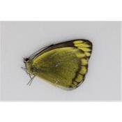 Delias subviridis femelle RARE !!