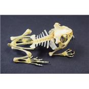 Squelette Duttaphrynus melanostictus "crapaud