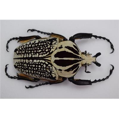 Goliathus orientalis male plus 90 mm