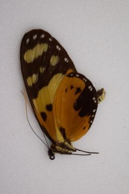Melinaea ludovica male