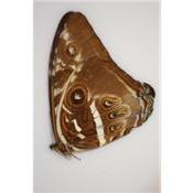 Morpho cisseis male A1