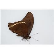 Papilio nireus