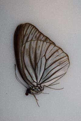 Pareronia tritaea sarasinorm male A-