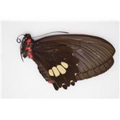 Parides chabrias couple A1