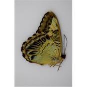 Parthenas sylvia brunnea