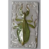Phyllium tobeloense femelle