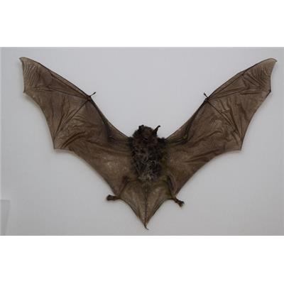 Pipistrellus tenuis (ouvert)