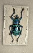 Eupholus bortolusii