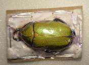 Chrysina beckeri femelle