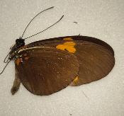 Heliconius melpomene
