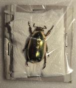 Chrysina kalinini male