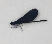 Vestalis melania male (demoiselle)