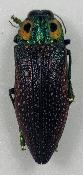 Lampropepla rothschildi