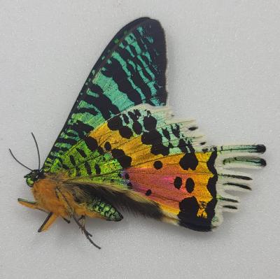Urania madagascariensis