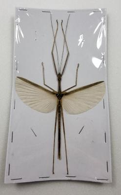 Phasme sp1 male