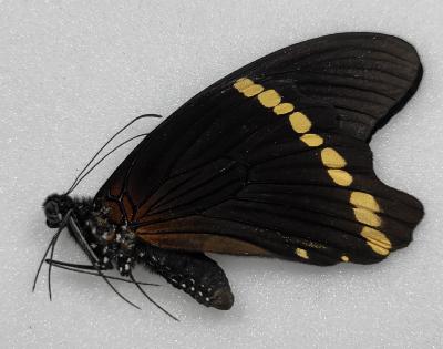 Papilio bromius male