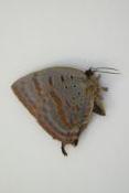 Arhopala hercules femelle