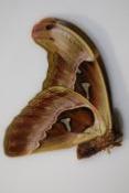 Attacus caesar male