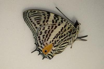 Baetus aeilus male