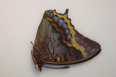 Charaxes eurialus male