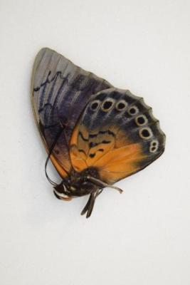 HYBRIDE male, Agrias beata & Prepona dexamenis