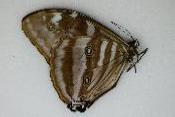 Morpho eugenia male