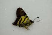 Myscelus phoronis