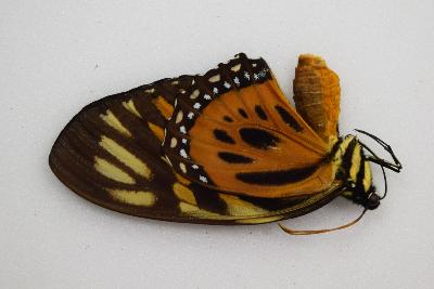 Papilio zagreus femelle