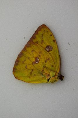 Phoebis sennae femelle jaune/orange