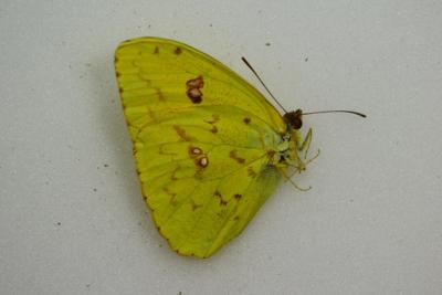 Phoebis sennae femelle jaune