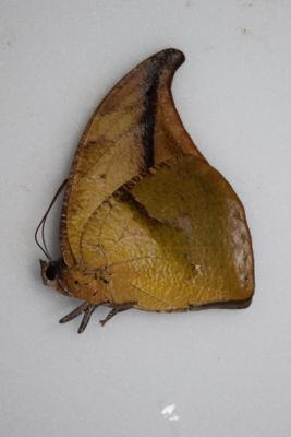 Anaea falcata male